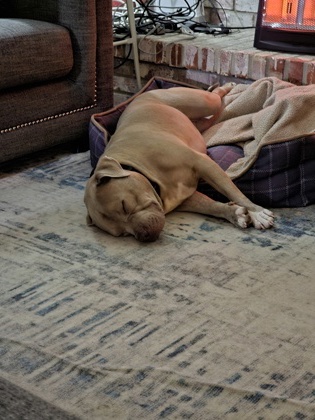 View Big Mike (In Foster) the Dog Photo #1