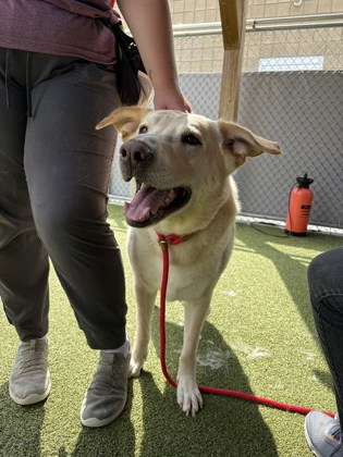 View Draco the Dog Photo #2