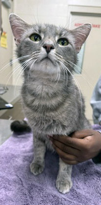 View Mulan the Cat Photo #2