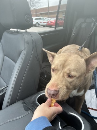 View Koda (in Foster) the Dog Photo #2