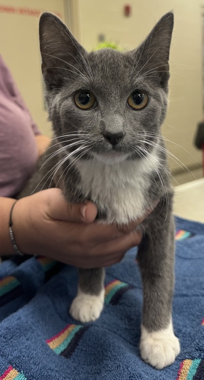 Help Rehome This Cat Cat