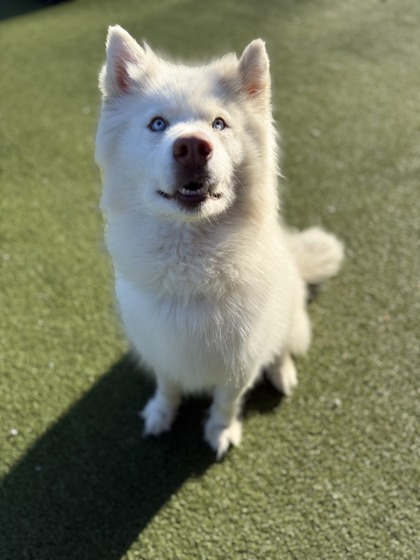 View Alaska the Dog Photo #1