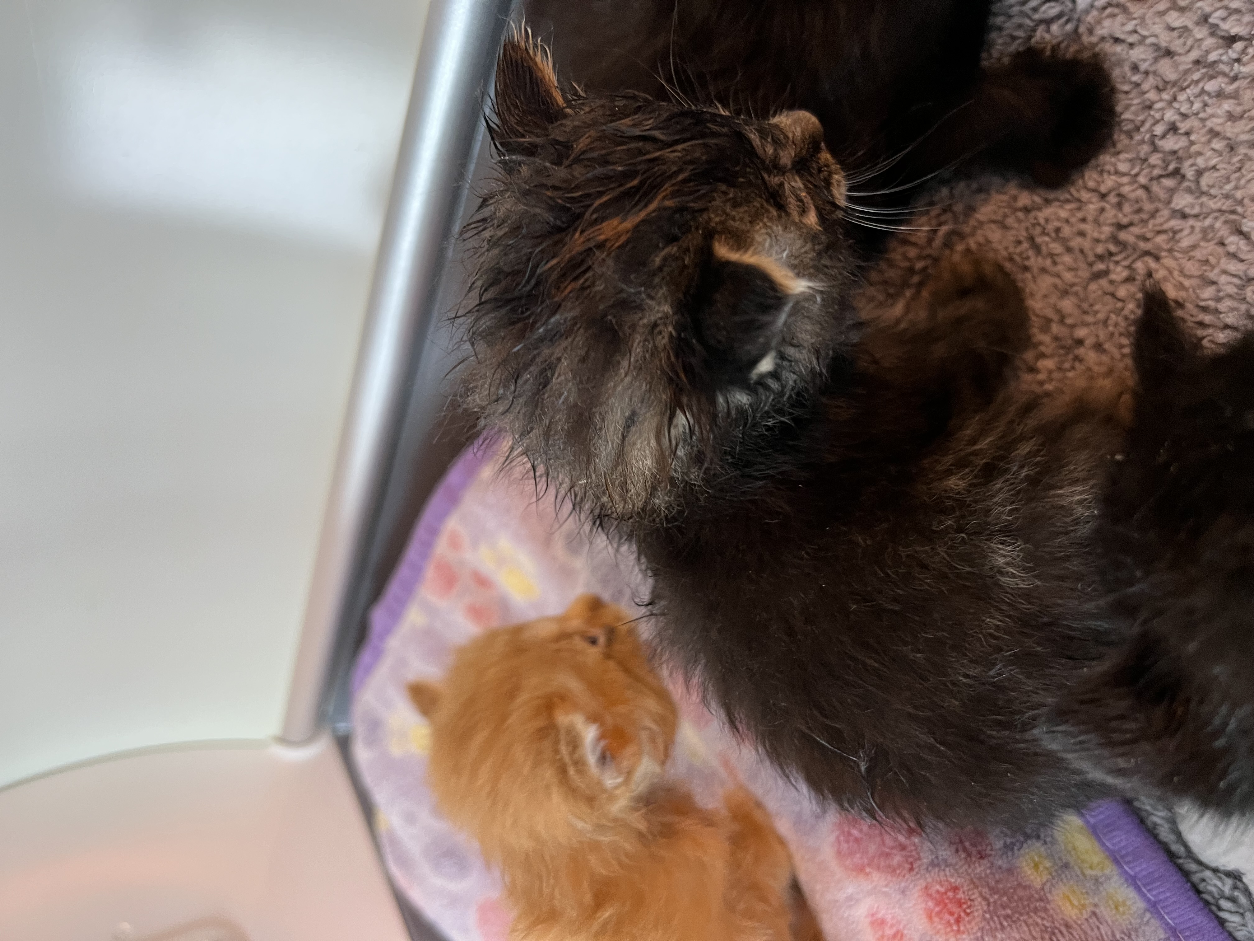 Help Rehome This Cat Cat