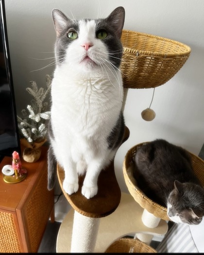Have You Seen Waylon? Cat