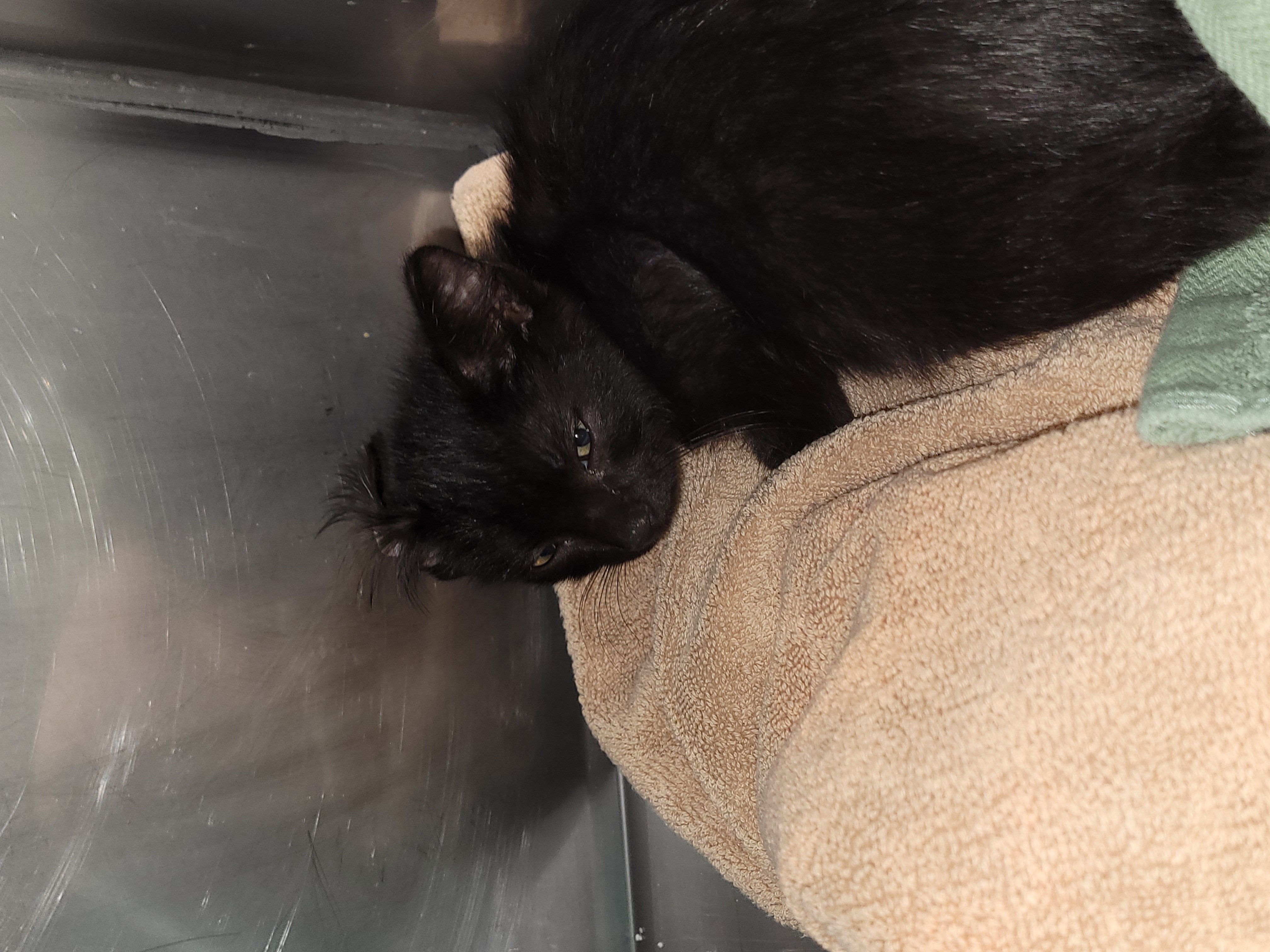 Help Rehome This Cat Cat