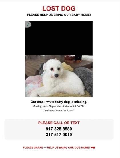 Have You Seen Xishun? Dog