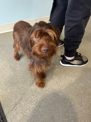 View Lost Dog Photo #1