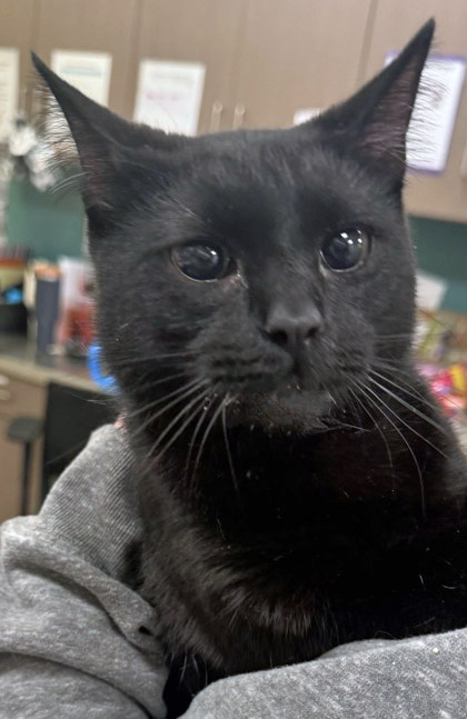 View Mako the Cat Photo #1