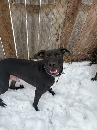 View Casey Jones the Dog Photo #1