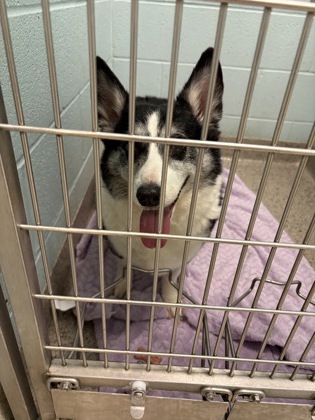 Help Rehome This Dog Dog
