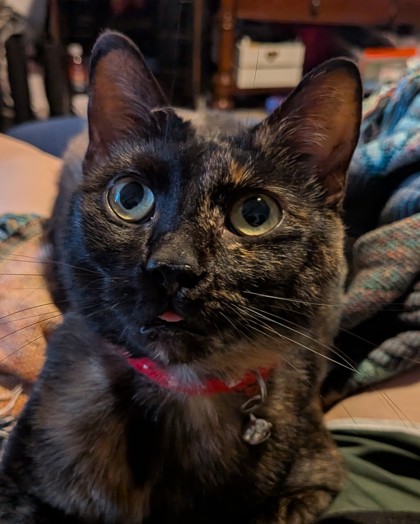 Have You Seen Purrlock? Cat