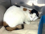 View PeeWee (in Foster) the Cat Photo #2