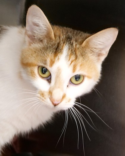 Photo of Rogue