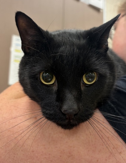 COOPER - Domestic Shorthair / Mix available for adoption