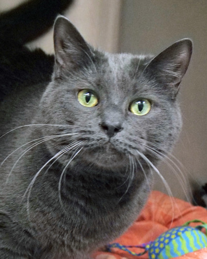 View Indy the Cat Photo #1