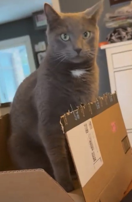 Cat