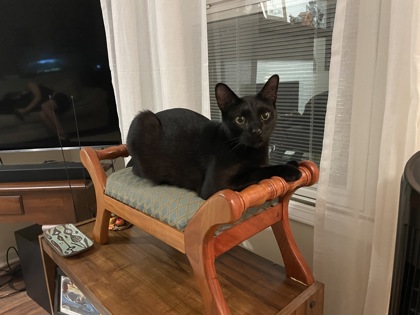 View Lost Cat Photo #1