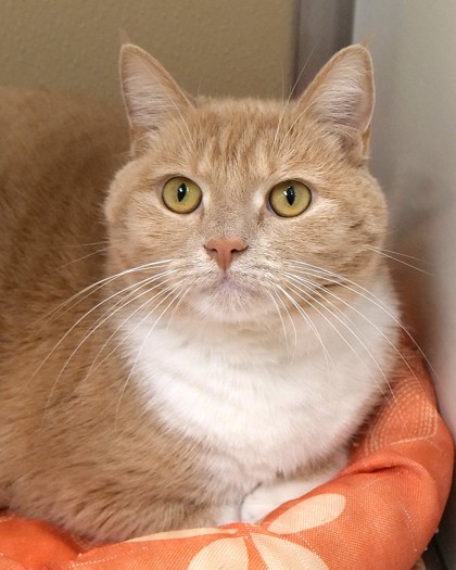 Learn More About Miss Boo