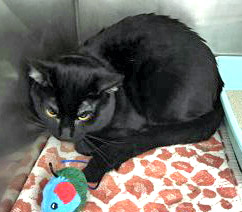 View Moondancer the Cat Photo #1