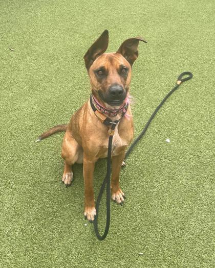 ATHENA - Shepherd / Mix available for adoption