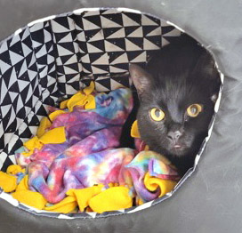 View Sushi (Bonded To Pib) the Cat Photo #1