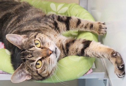 View Fiona (in Foster) the Cat Photo #1