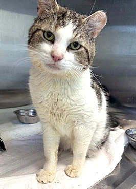 Learn More About Reuben (in Foster) Reuben (in foster)
