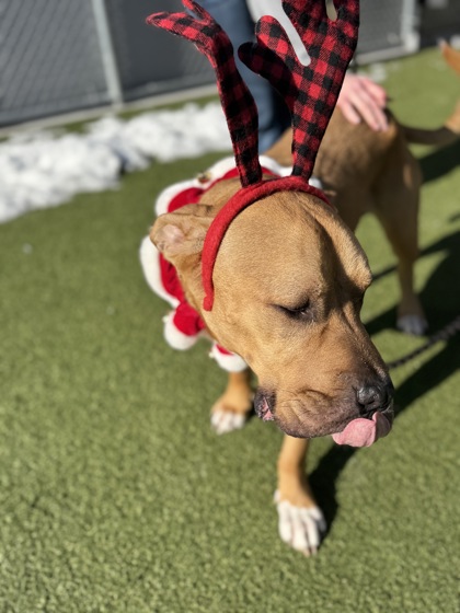 View Howard the Dog Photo #1