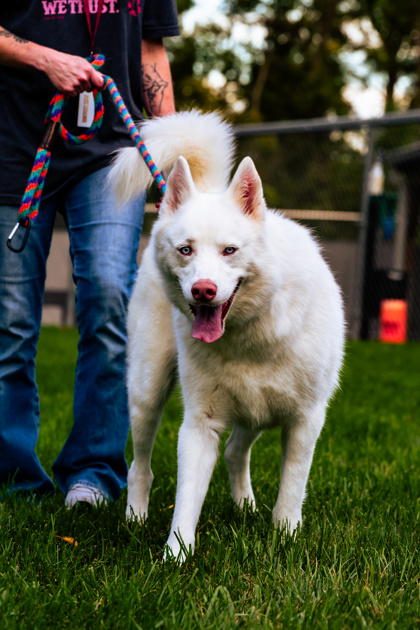 ROGUE - Siberian Husky / Mix available for adoption
