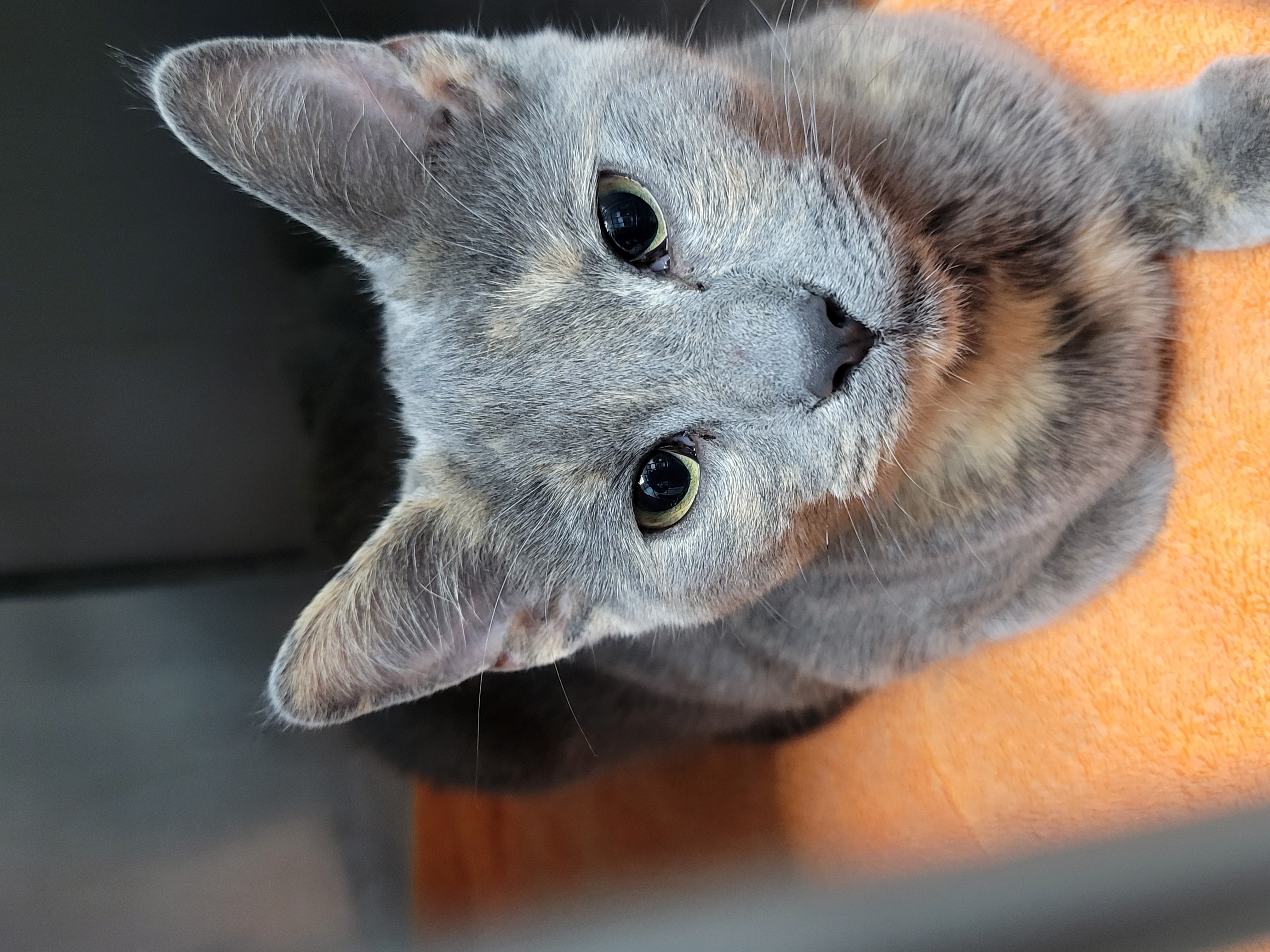 View Found Cat Photo #1