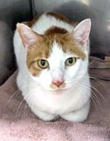 View Toulouse (at Smitten Kitten) the Cat Photo #1