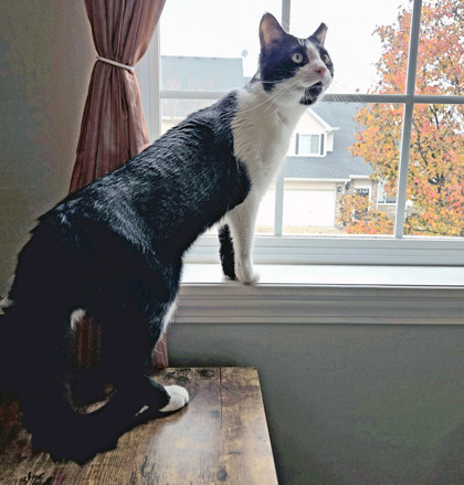 View Daryl (in Foster) the Cat Photo #2