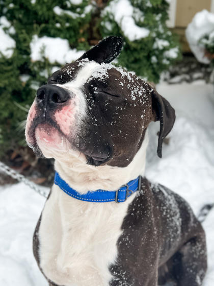 View Reed the Dog Photo #2