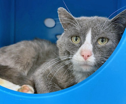 View Eeyore the Cat Photo #1