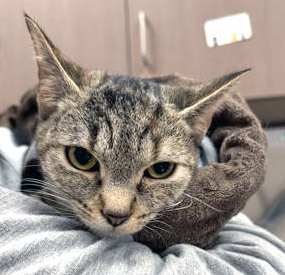 Learn More About Kamy