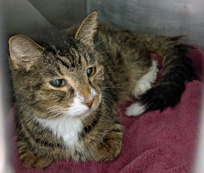 View Jasper (in Foster) the Cat Photo #2