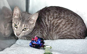 View This Cat Photo #2
