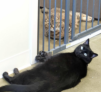 View Mona the Cat Photo #3