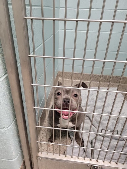 View Polly Pocket the Dog Photo #2