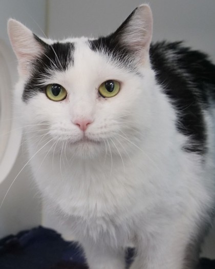 Daisy Duck (at Smitten Kitten)