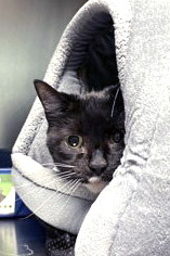 View Bibeau (in Foster) the Cat Photo #2