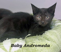 View Andromeda the Cat Photo #3