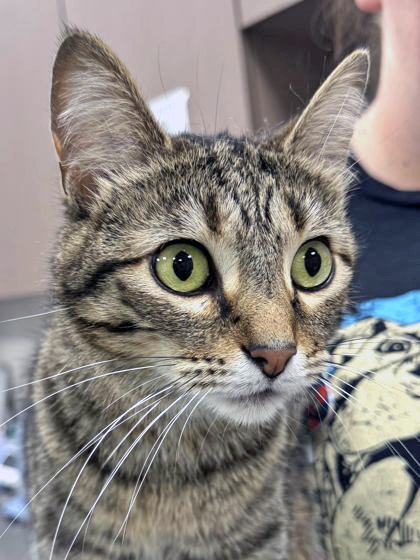 Learn More About Lucky Penny (at Smitten Kitten) Photo of Lucky Penny (at Smitten Kitten)