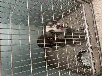 Help Rehome This Dog Dog