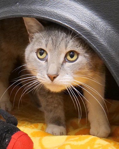 Learn More About Sabre