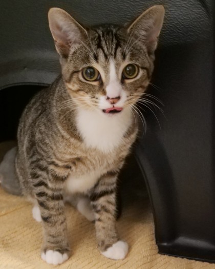Help Rehome This Cat Cat
