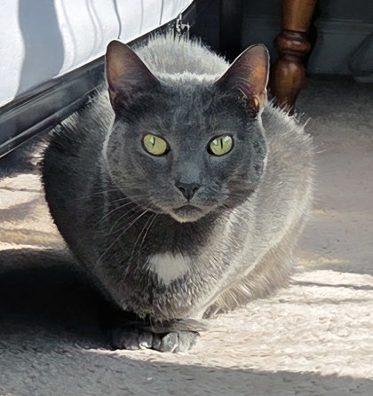 Learn More About Blue (in Foster)