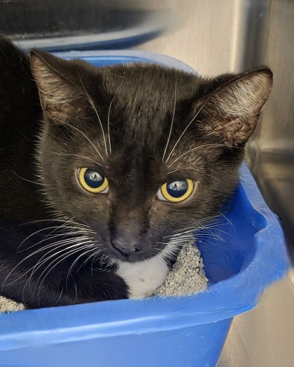 Learn More About Sour Apple