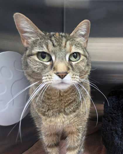 View Charlie (in Foster) the Cat Photo #1