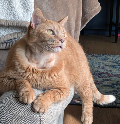 View Chester the Cat Photo #1